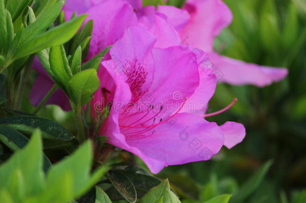令人敬畏的粉红色的杜鹃花花
