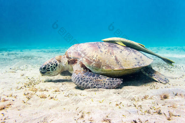 海龟向海底在水中的