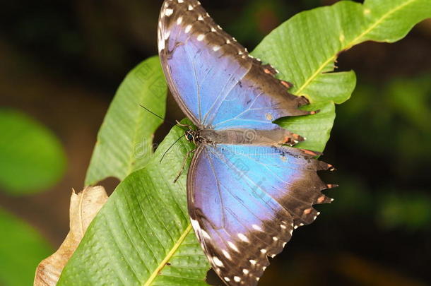 热带的富有色彩的蝴蝶