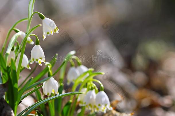 雪花莲雪花莲雪花属尼瓦利斯英语字母表的第12个字母.3