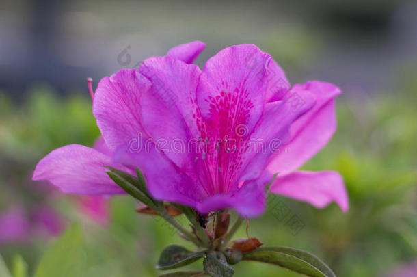 令人敬畏的粉红色的杜鹃花花