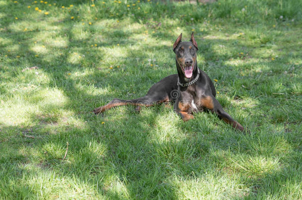 棕色的多伯曼短尾狗宾切肖像采用指已提到的人公园
