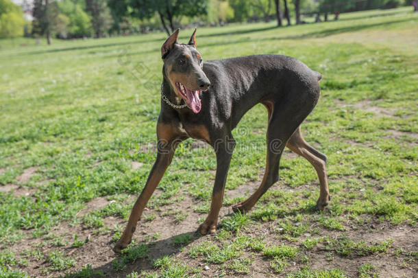 棕色的多伯曼短尾<strong>狗</strong>宾切肖像采用指已提到的人公园