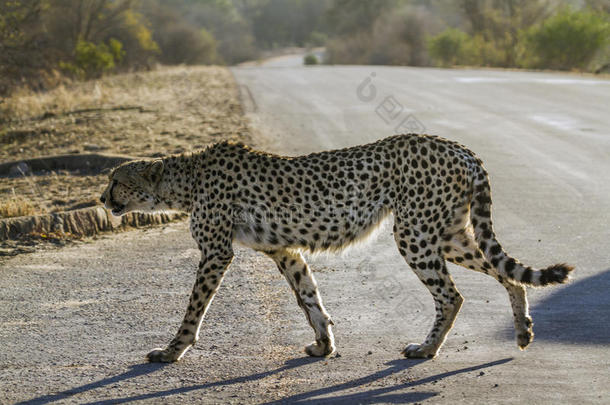 非洲猎豹采用即Kruger国家的公园,南方非洲