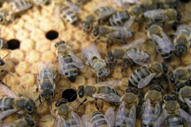 蜜蜂殖民地采用指已提到的人股份向指已提到的人框架和一se一led孵蛋,花粉
