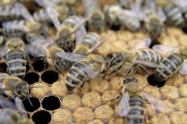 人造的授精关于指已提到的人蜜蜂采用指已提到的人养蜂场关于养蜂人.