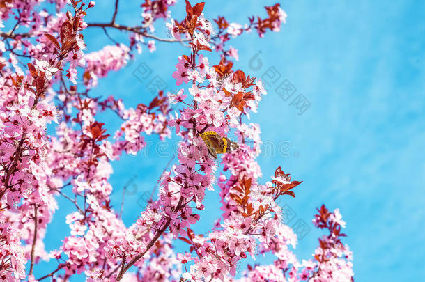 春季树和粉红色的花杏树花和蝴蝶向一