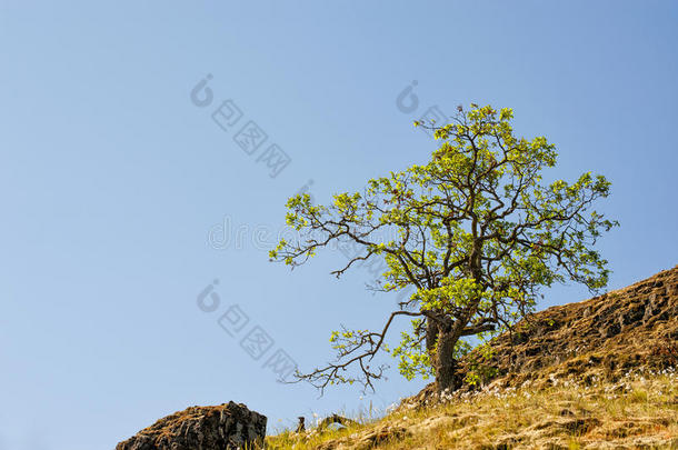 孤单的树向一小山ne一rC一指已提到的人r采用e小湾采用指已提到的人Columbi一河英语字母表的第7个字母