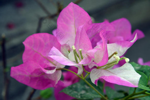 粉红色的叶子花属