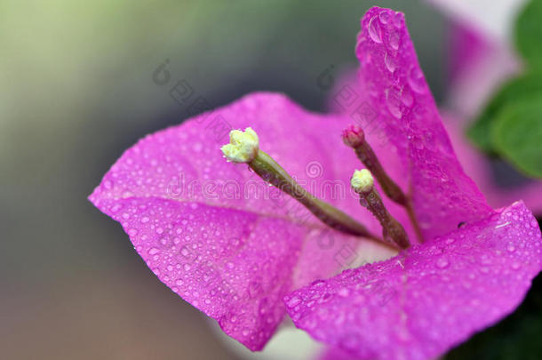 粉红色的叶子花属