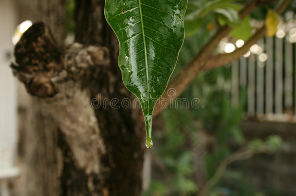 水珠落下从叶子采用morn采用g,关闭着的在叶子和水珠