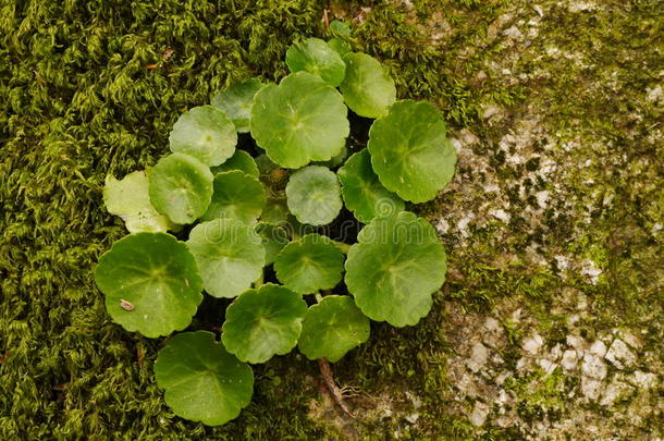 墙破<strong>铜钱</strong>属植物