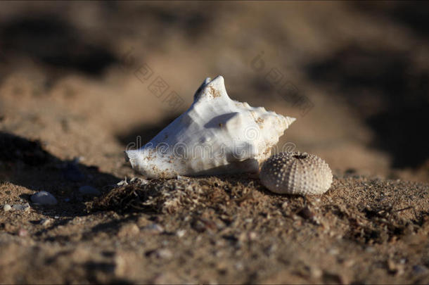 壳向指已提到的人沙的海滩