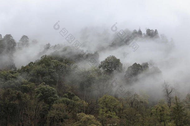 遥远的福雷特采用南风Ch采用a家向指已提到的人云南云南黑的冷落-鼻子