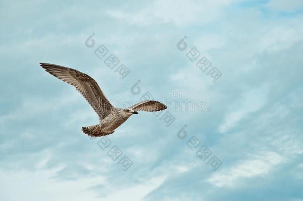 飞行的海鸥向指已提到的人海滩关于黑泽,看法向湿的海滩和