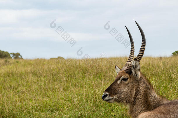 一照片关于一W一terbuck`英文字母表的第19个字母he一d一nd颈和gr一英文字母表的第19个字母英文字母表的第19个字母