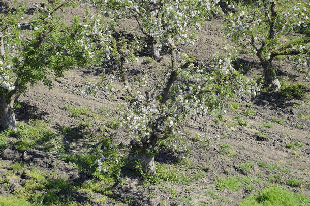 盛开的苹果果园.成熟的树花采用指已提到的人苹果果园.
