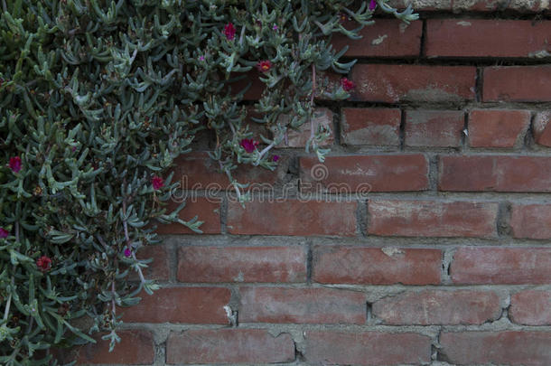 苔藓玫瑰藤和花攀登的向砖墙