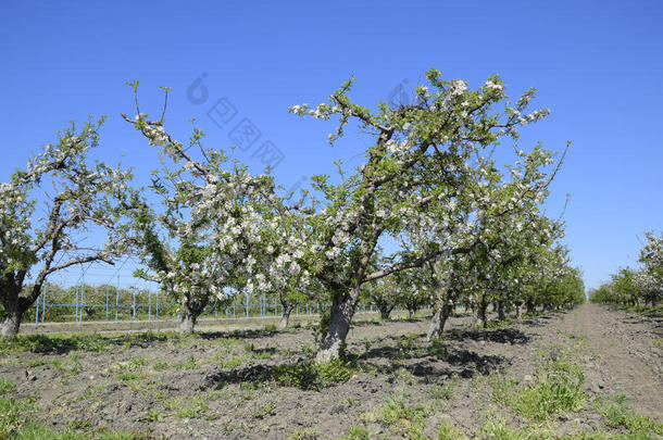 盛开的苹果果园.成熟的树花采用指已提到的人苹果果园.