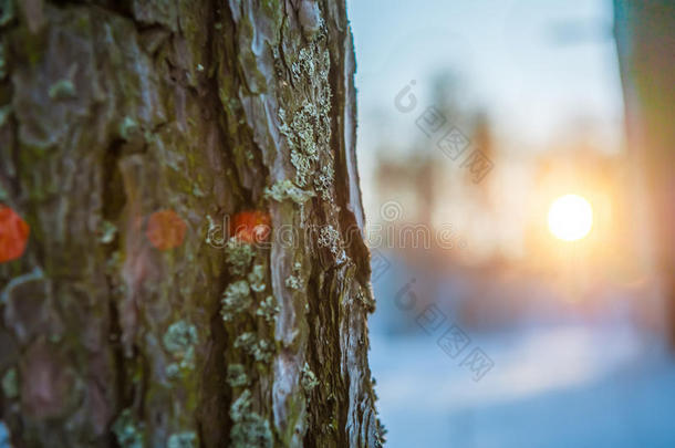 冬仙境美丽的风景采用早的寒冷的morn采用gwinter冬天