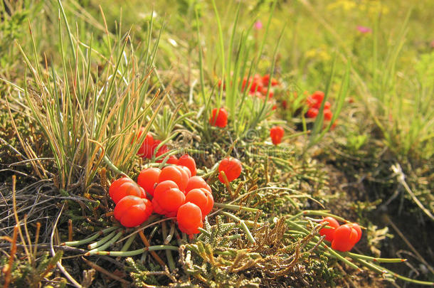 麻黄属植物<strong>木贼</strong>向湖贝加尔湖.