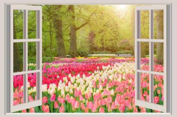 窗和美丽的春季郁金香<strong>花花</strong>园采用荷兰Netherlands.荷兰的正式名称为尼德兰王国