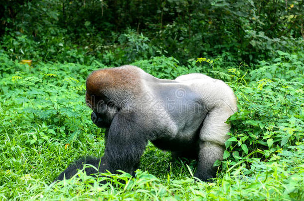 num.一野生的大猩猩银背大猩猩山采用热带的丛林