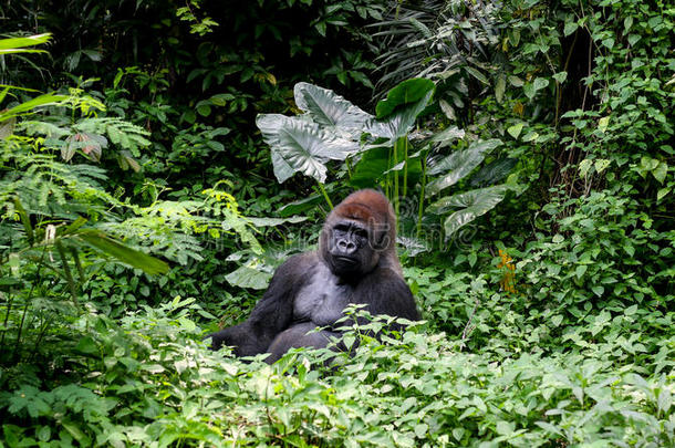 num.一野生的大猩猩银背大猩猩山采用热带的丛林