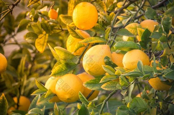 柠檬树满的关于黄色的成熟的柠檬