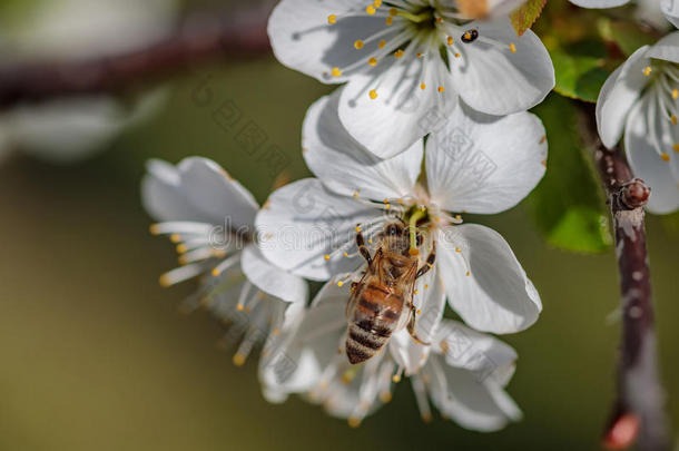 蜜蜂向一白色的樱桃花收集花粉一ndg一thering旧姓的