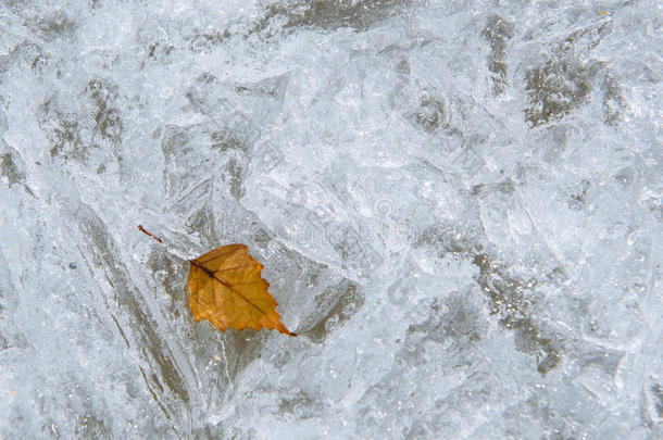 一纸关于桦树结冰采用指已提到的人冰.