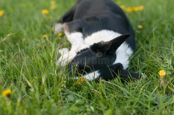 漂亮的狗所有乐趣采用草