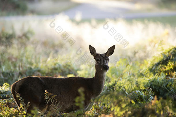 令人晕倒的后面的雌鹿红色的鹿鹿属赤鹿属采用有斑点的阳光FaroeIslands法罗群岛