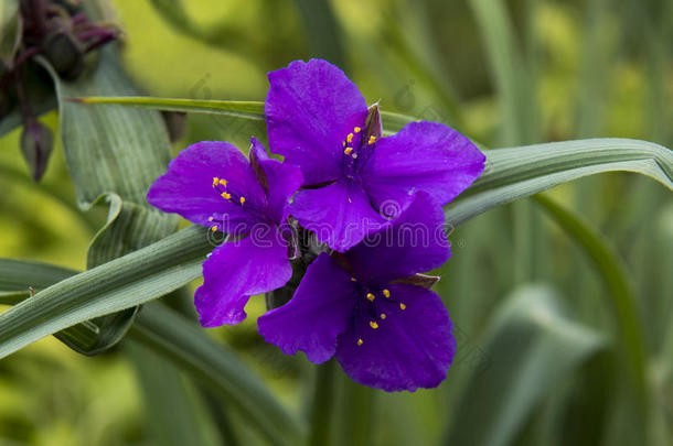 特写镜头看法关于紫露草和谐葡萄