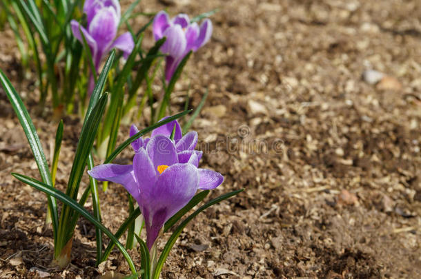 番红<strong>花</strong>属<strong>花真</strong>空镀膜采用指已提到的人<strong>花</strong>园