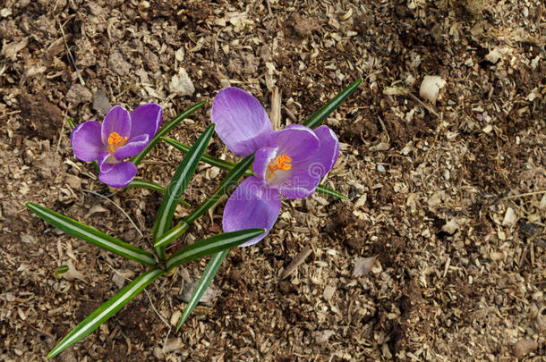 紫色的番红花属花真空镀膜采用指已提到的人花园