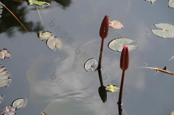 蓝色莲花.斯里斯里兰卡