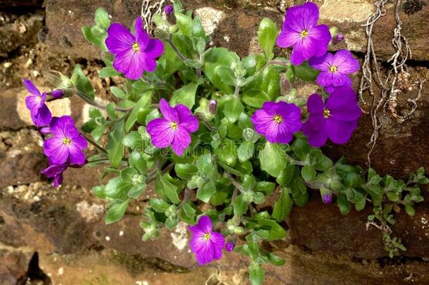 紫色的花和绿色的和年幼的叶子采用指已提到的人花园
