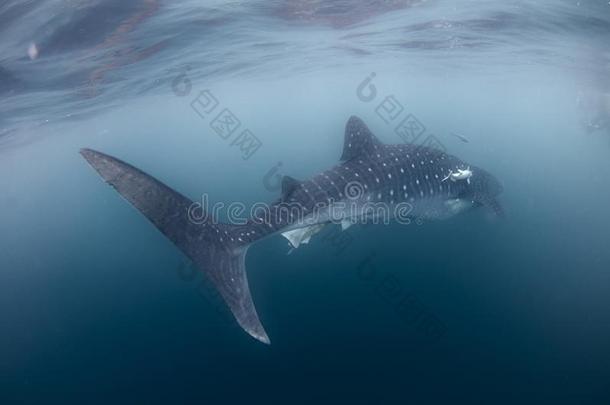 鲸鲨鱼