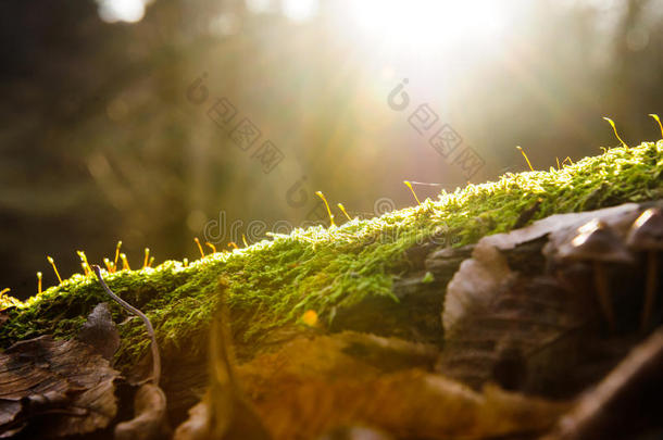 太阳微量向绿色的苔藓反对指已提到的人背景关于指已提到的人森林,荧光标记抗体