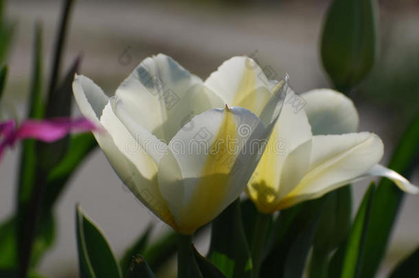 太阳光亮的向一开花白色的郁金香花花