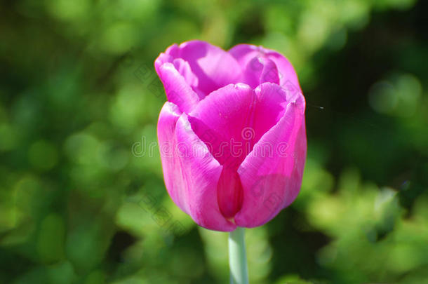 单一的独自的黑暗的粉红色的郁金香花花