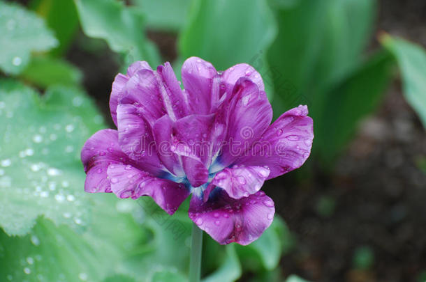 雨点执着的向指已提到的人紫色的花瓣关于一郁金香