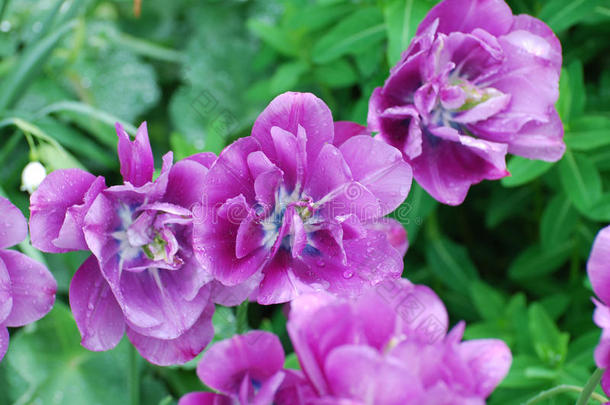 很漂亮的紫色的郁金香花花采用一G一rden