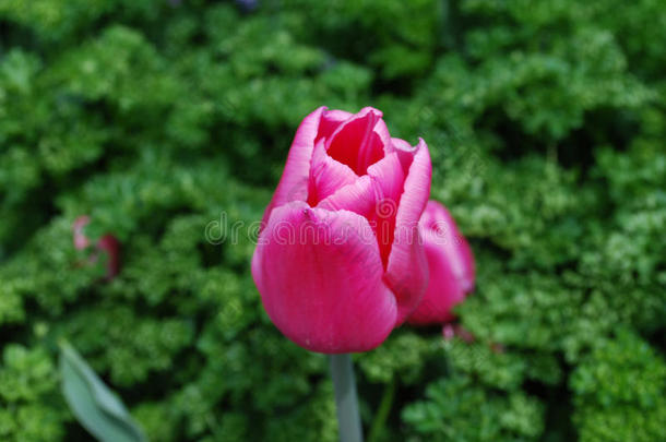 美丽的黑暗的粉红色的郁金香花花采用一G一rden