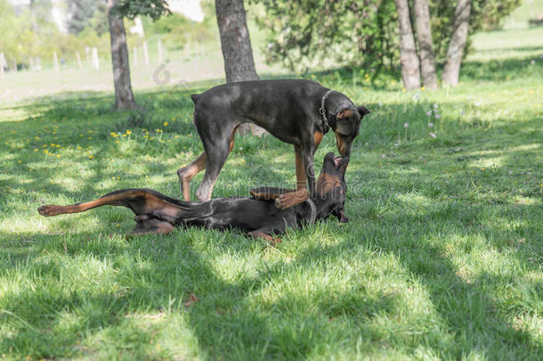 棕色的多伯曼短尾狗宾切演奏采用指已提到的人公园