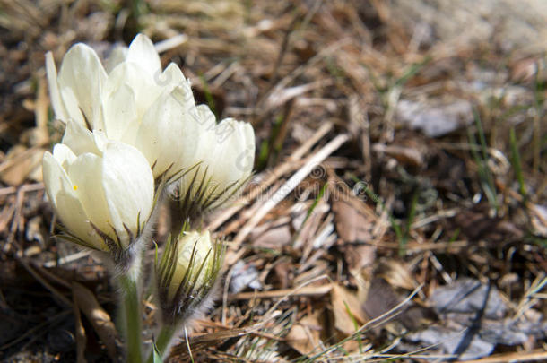 开花雪花莲采用指已提到<strong>的</strong>人森林