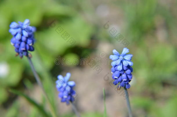 春季花马斯卡里在春季特写镜头