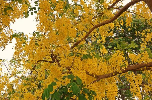 桂皮树或金色的阵雨树
