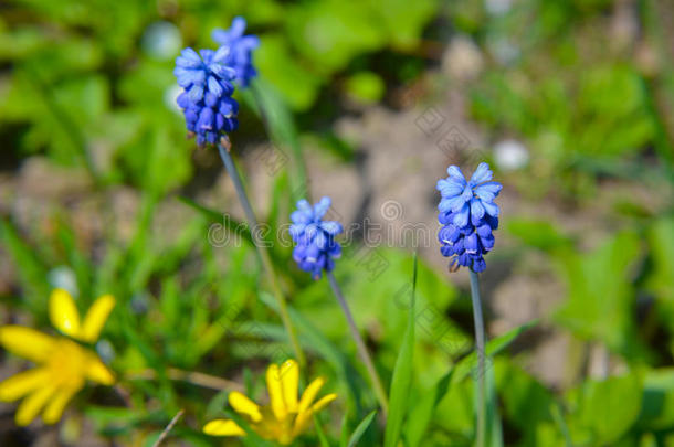 春季花马斯卡里在春季特写镜头